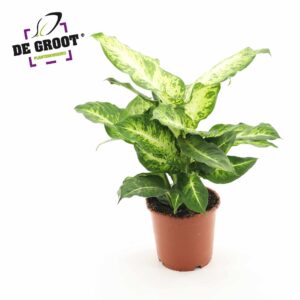Dieffenbachia Mars
(6 Plants/Order)(17cmP 45cmH)