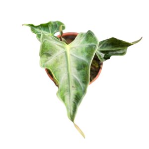 Alocasia Loco
(5 Plants/Order)(7cmP 10cmH)