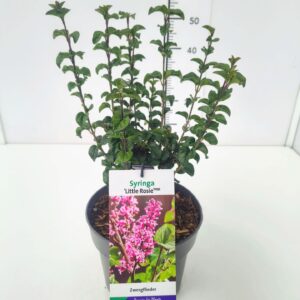 Syringa meyeri Little Rosie 40-60C5
(1 Plants/Order)(23cmP 60cmH)