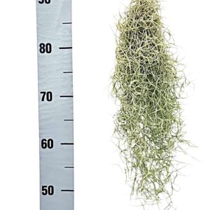 Tillandsia usneoides tillandsia usneoides grey small
(15 Plants/Order)(cmP 40cmH)