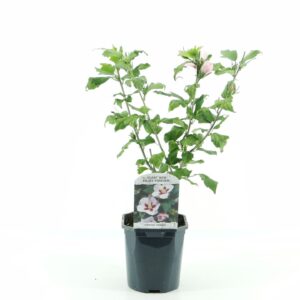 Hibiscus syriacus Hamabo
(6 Plants/Order)(17cmP 40cmH)