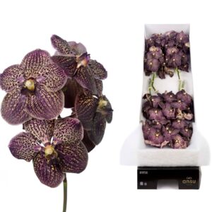 Vanda Sunanda Chocolate Brown Vanda 8 spike Chocolate Brown
(8 Plants/Order)(cmP 30cmH)
