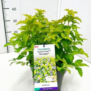 Caryopteris x clandonensis Good as Gold' C5
(1 Plants/Order)(23cmP 50cmH)