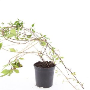 Parthenocissus quinq.engelmannii
(8 Plants/Order)(14cmP 10cmH)