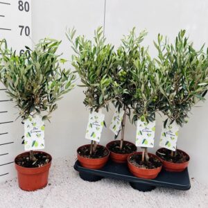 Olea europaea on stem
(4 Plants/Order)(17cmP 65cmH)