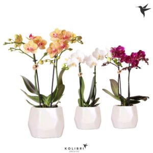 Phalaenopsis mixed 2 spike in Pearl travertin
(5 Plants/Order)(9cmP 40cmH)