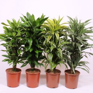 Dracaena fragrans Mixkar 27
(10 Plants/Order)(27cmP 120cmH)