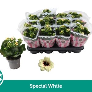 Kalanchoe Serenity Pinkwhite Special Special White
(12 Plants/Order)(9cmP 19cmH)