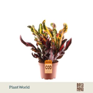 Codiaeum Mammi Croton 3pp kopstek
(10 Plants/Order)(12cmP 30cmH)