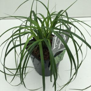Carex oshimensis Evergreen'
(6 Plants/Order)(17cmP 30cmH)
