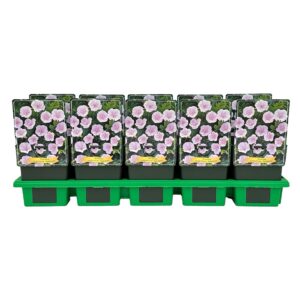 Geranium sanguineum Apfelblüte' P11
(10 Plants/Order)(11cmP 25cmH)