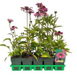 Echinacea purpurea Red' P11
(10 Plants/Order)(11cmP 25cmH)