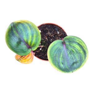 Geogenanthus ciliatu """Aura Flame"""
(2 Plants/Order)(9cmP 10cmH)