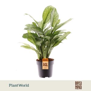 Aglaonema Maria Christina
(6 Plants/Order)(17cmP 60cmH)