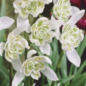 Droge Bulbs Galanthus Nivalis Flore Pleno x7 5/6
(10 Plants/Order)(5cmP 15cmH)