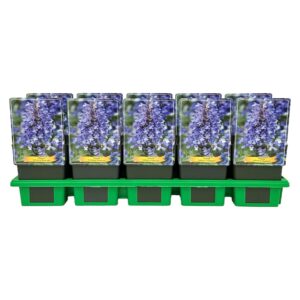 Nepeta Neptune kubanica P11
(10 Plants/Order)(11cmP 25cmH)