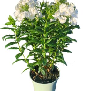 Phlox Paniculata Danielle'
(1 Plants/Order)(19cmP 45cmH)