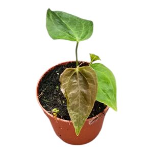 Anthurium Leaf Queen of Hearts
(5 Plants/Order)(7cmP 15cmH)