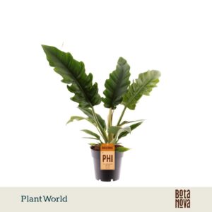 Philodendron Narrow Escape
(7 Plants/Order)(14cmP 40cmH)
