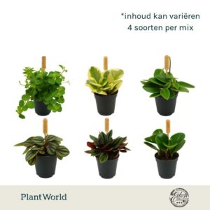 Peperomia mixed 5,5cm
(20 Plants/Order)(5.5cmP 10cmH)