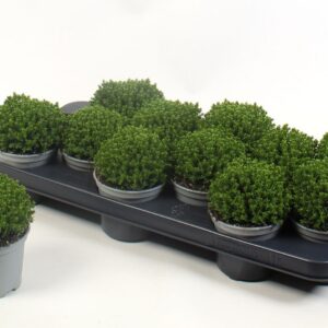 Hebe Emerald green
(12 Plants/Order)(10.5cmP 15cmH)