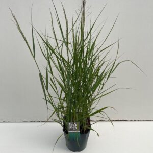 Panicum virgatum Prairy Sky'
(1 Plants/Order)(23cmP 70cmH)