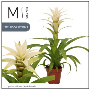 Guzmania Deseo White Suerte 12cm Mimesis
(10 Plants/Order)(12cmP 48cmH)