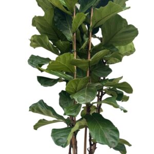 Ficus lyrata P40 toef
(1 Plants/Order)(40cmP 185cmH)