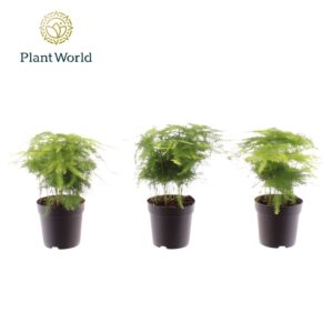 Asparagus setaceus plumosus 7 cm
(16 Plants/Order)(7cmP 15cmH)