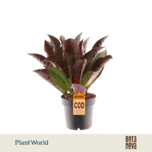 Codiaeum Mrs Iceton Croton kopstek 3-5pp
(10 Plants/Order)(12cmP 30cmH)