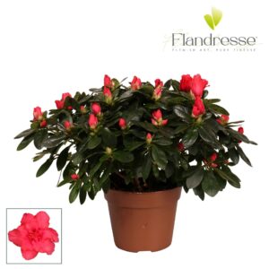 Rhododendron Jimmy Azalea Flandresse® 'rood' 30 32 cm
(6 Plants/Order)(14cmP 30cmH)