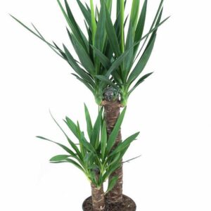 Yucca 60-30
(1 Plants/Order)(21cmP 110cmH)