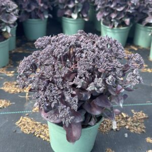 Sedum Purple Emperor
(1 Plants/Order)(17cmP 40cmH)