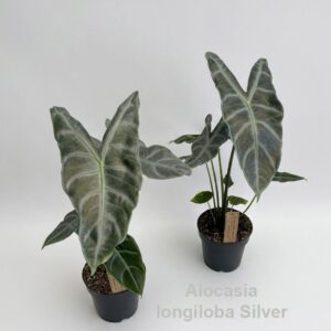 Alocasia longiloba Silver 14cm
(8 Plants/Order)(14cmP 50cmH)