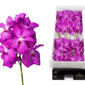 Vanda Kanchana Magic Pink Vanda 20 spike Pink Magic
(20 Plants/Order)(cmP 25cmH)