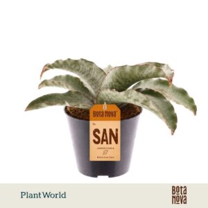 Sansevieria Silver Blue Kirkii
(11 Plants/Order)(10.5cmP 15cmH)