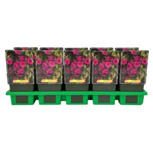 Geranium Little David' P11
(10 Plants/Order)(11cmP 25cmH)