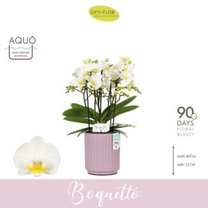 Phalaenopsis Multiflora Boquetto Innocent 3-5 spike in Molise Lilac Aquo
(6 Plants/Order)(12cmP 35cmH)
