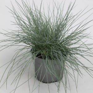 Festuca gras cinerea Eisvogel p10,5
(15 Plants/Order)(10.5cmP 25cmH)