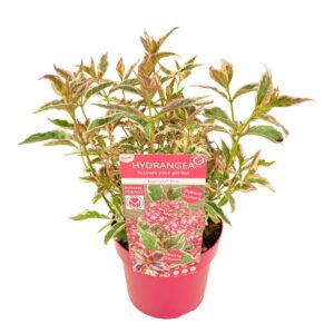 Hydrangea serrata Euphoria 'Pink'
(1 Plants/Order)(19cmP 40cmH)