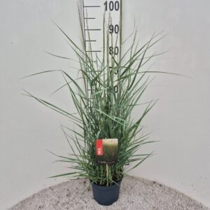 Panicum virgatum Prairie Sky P19
(1 Plants/Order)(19cmP 80cmH)