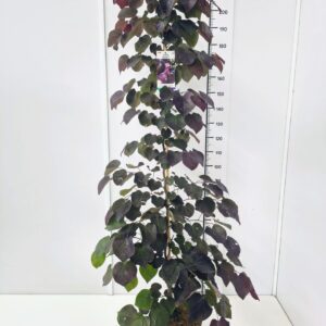 Cercis canadensis Cercis can. 'Merlot' 175-200C12
(1 Plants/Order)(30cmP 200cmH)