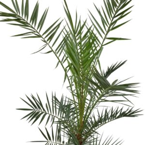 Phoenix canariensis P18 H140 PHOECAN18H140
(1 Plants/Order)(18cmP 130cmH)