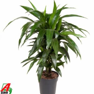 Dracaena Janet Craig busch P21
(1 Plants/Order)(21cmP 70cmH)