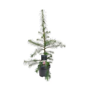 Larix decidua
(1 Plants/Order)(23cmP 90cmH)