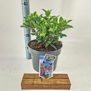 Viburnum tinus Gwenllian
(1 Plants/Order)(23cmP 55cmH)