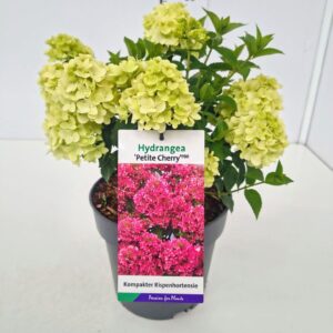 Hydrangea paniculata Hydrangea pan. 'Petite Cherry' 50-60C5
(1 Plants/Order)(22cmP 70cmH)