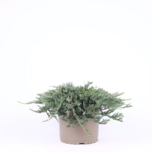 Juniperus Wiltonii horizontalis
(1 Plants/Order)(23cmP 35cmH)