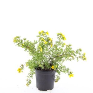 Potentilla Goldfinger f.
(8 Plants/Order)(14cmP 10cmH)