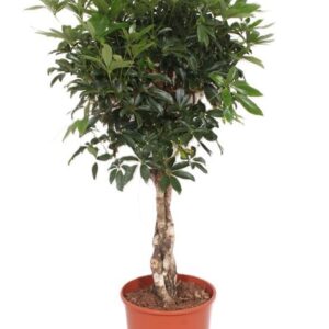 Schefflera Compacta arboricola
(1 Plants/Order)(30cmP 120cmH)